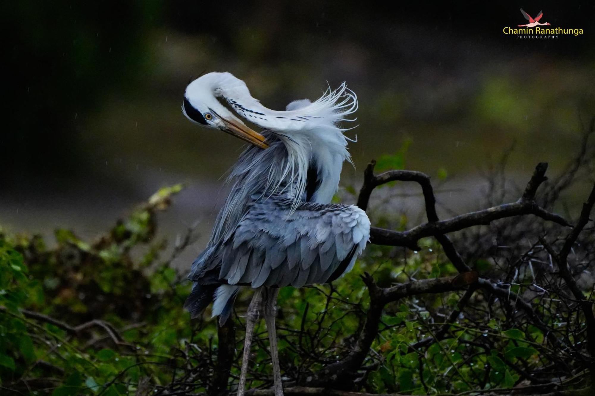 فندق Bundala Flamingo Cotteges هامبانتوتا المظهر الخارجي الصورة