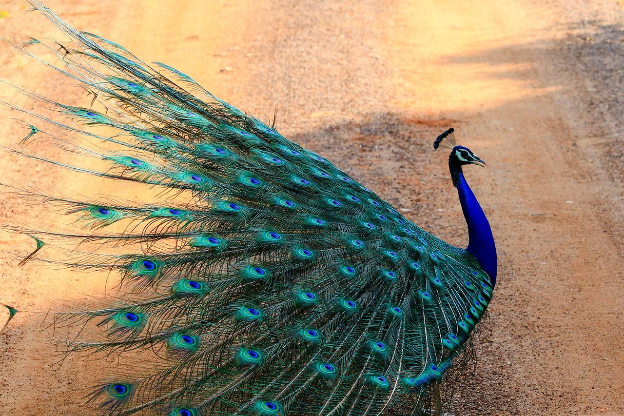 فندق Bundala Flamingo Cotteges هامبانتوتا المظهر الخارجي الصورة