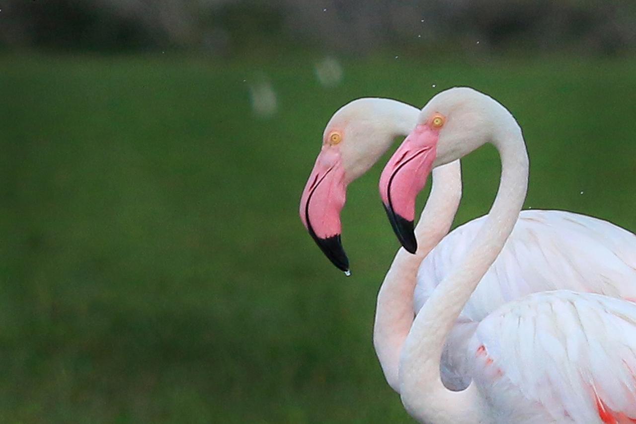 فندق Bundala Flamingo Cotteges هامبانتوتا المظهر الخارجي الصورة