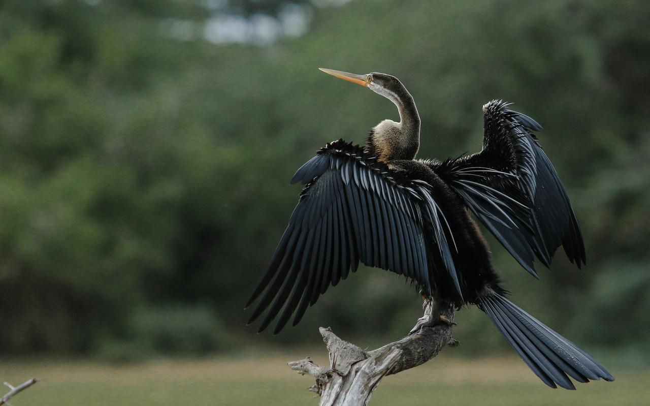 فندق Bundala Flamingo Cotteges هامبانتوتا المظهر الخارجي الصورة